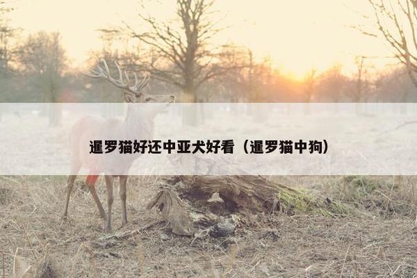 暹罗猫好还中亚犬好看（暹罗猫中狗）