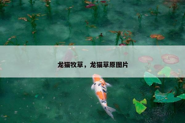 龙猫牧草，龙猫草原图片