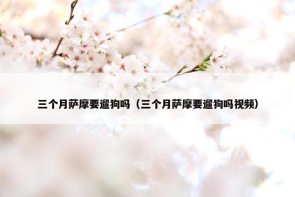 三个月萨摩要遛狗吗(三个月萨摩要遛狗吗视频)