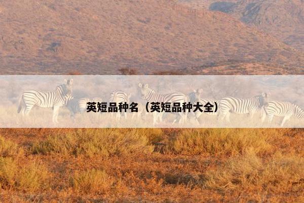英短品种名（英短品种大全）