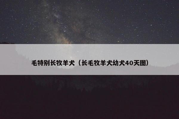 毛特别长牧羊犬（长毛牧羊犬幼犬40天图）