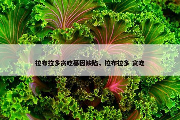 拉布拉多贪吃基因缺陷，拉布拉多 贪吃
