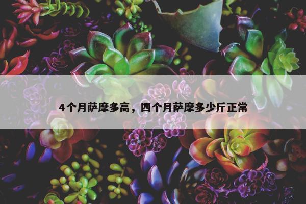 4个月萨摩多高，四个月萨摩多少斤正常