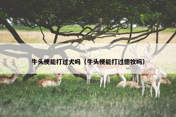 牛头梗能打过犬吗（牛头梗能打过德牧吗）