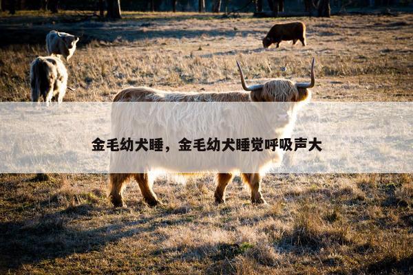 金毛幼犬睡，金毛幼犬睡觉呼吸声大