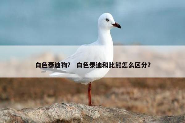 白色泰迪狗？ 白色泰迪和比熊怎么区分？