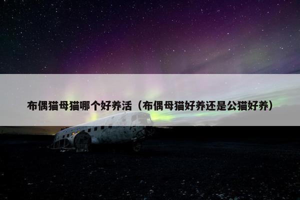 布偶猫母猫哪个好养活（布偶母猫好养还是公猫好养）