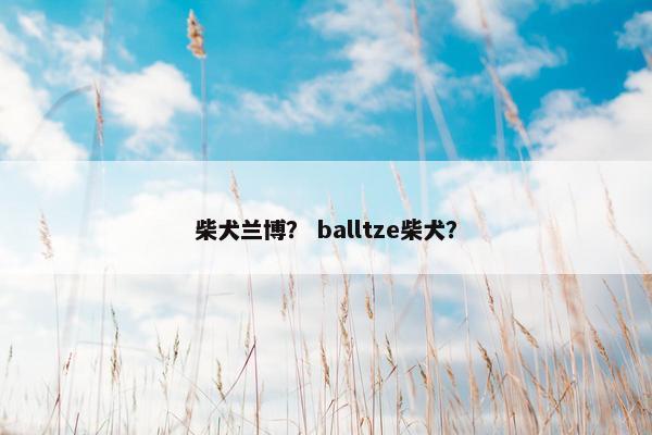 柴犬兰博？ balltze柴犬？