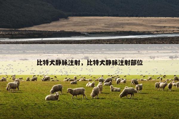 比特犬静脉注射，比特犬静脉注射部位