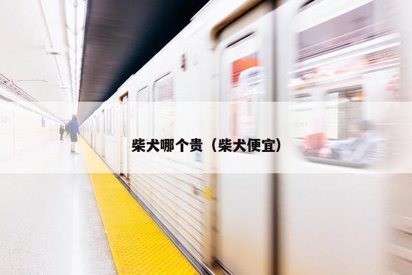 柴犬哪个贵（柴犬便宜）