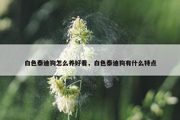 白色泰迪狗怎么养好看，白色泰迪狗有什么特点