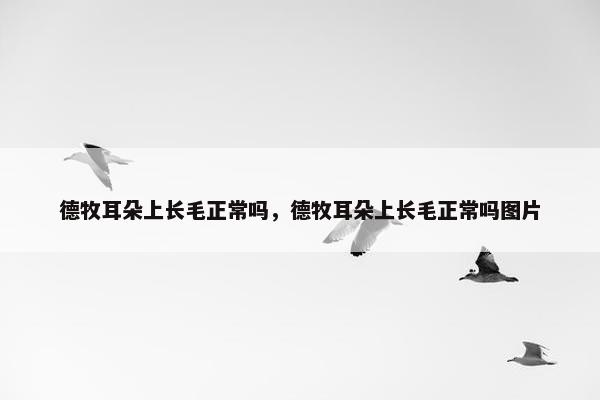 德牧耳朵上长毛正常吗,德牧耳朵上长毛正常吗图片