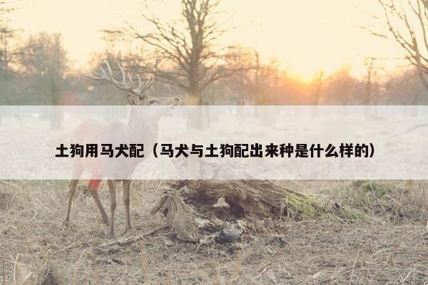 土狗用马犬配(马犬与土狗配出来种是什么样的)