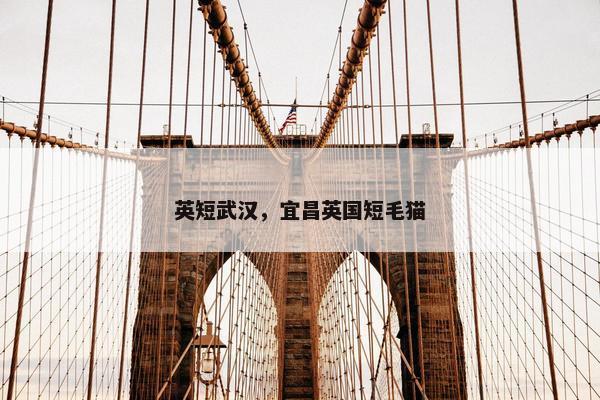 英短武汉，宜昌英国短毛猫