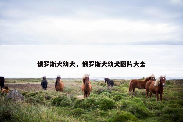 俄罗斯犬幼犬，俄罗斯犬幼犬图片大全