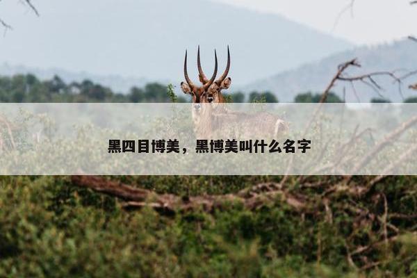 黑四目博美，黑博美叫什么名字