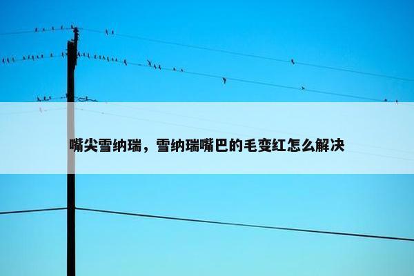 嘴尖雪纳瑞,雪纳瑞嘴巴的毛变红怎么解决