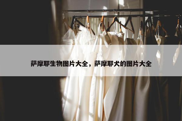 萨摩耶生物图片大全，萨摩耶犬的图片大全