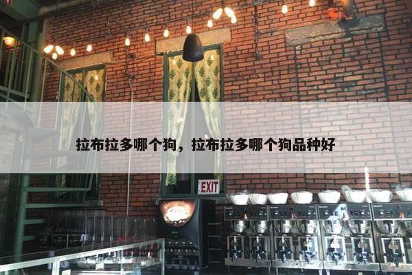 拉布拉多哪个狗，拉布拉多哪个狗品种好