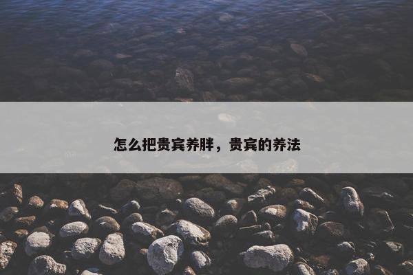 怎么把贵宾养胖，贵宾的养法