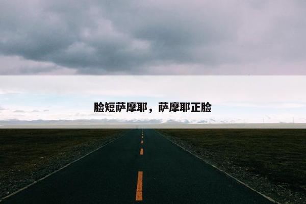 脸短萨摩耶，萨摩耶正脸