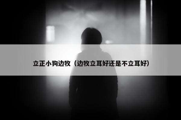 立正小狗边牧（边牧立耳好还是不立耳好）