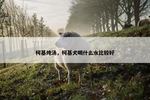 柯基炖汤，柯基犬喝什么水比较好