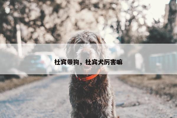 杜宾带狗,杜宾犬厉害嘛