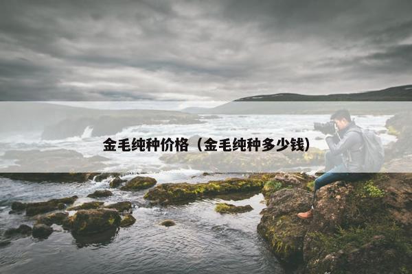 金毛纯种价格(金毛纯种多少钱)