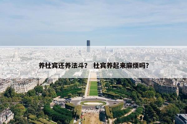 养杜宾还养法斗？ 杜宾养起来麻烦吗？