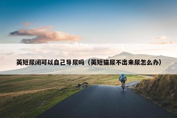 英短尿闭可以自己导尿吗（英短猫尿不出来尿怎么办）