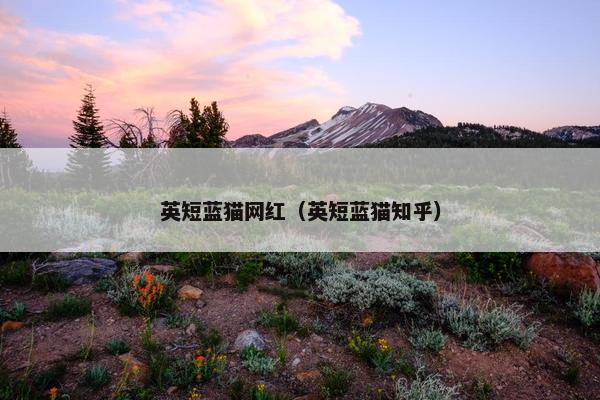 英短蓝猫网红（英短蓝猫知乎）