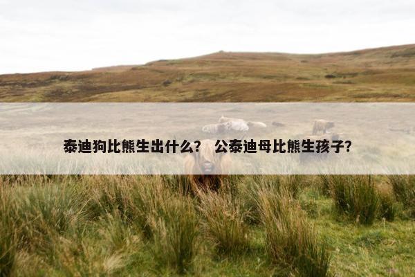 泰迪狗比熊生出什么？ 公泰迪母比熊生孩子？