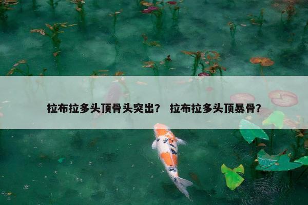 拉布拉多头顶骨头突出？ 拉布拉多头顶暴骨？