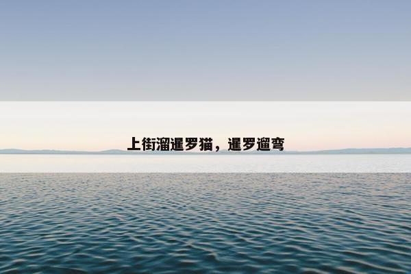 上街溜暹罗猫,暹罗遛弯