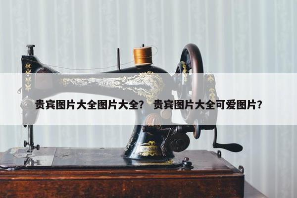 贵宾图片大全图片大全？ 贵宾图片大全可爱图片？