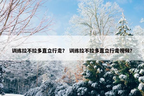 训练拉不拉多直立行走？ 训练拉不拉多直立行走视频？