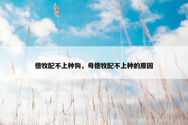 德牧配不上种狗，母德牧配不上种的原因