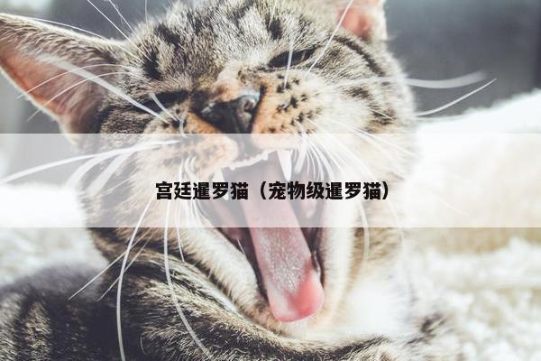 宫廷暹罗猫(宠物级暹罗猫)