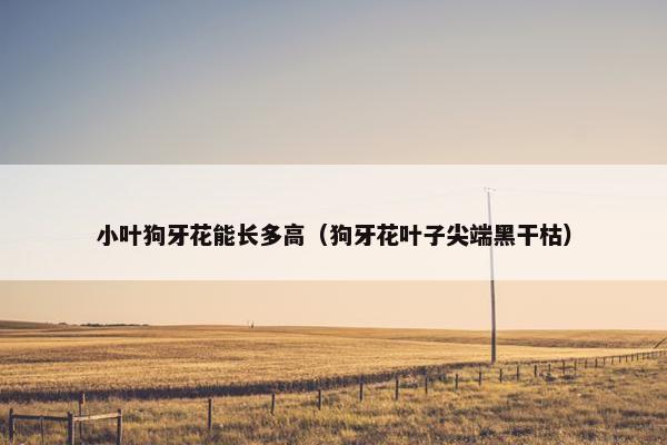 小叶狗牙花能长多高(狗牙花叶子尖端黑干枯)