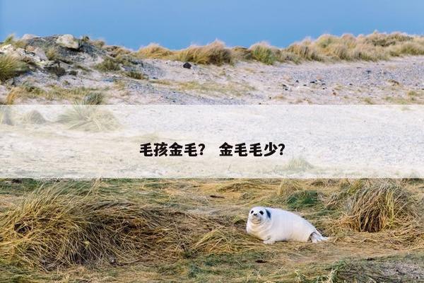 毛孩金毛？ 金毛毛少？