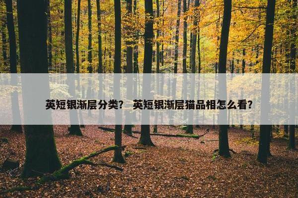 英短银渐层分类？ 英短银渐层猫品相怎么看？