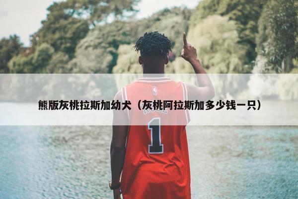 熊版灰桃拉斯加幼犬（灰桃阿拉斯加多少钱一只）