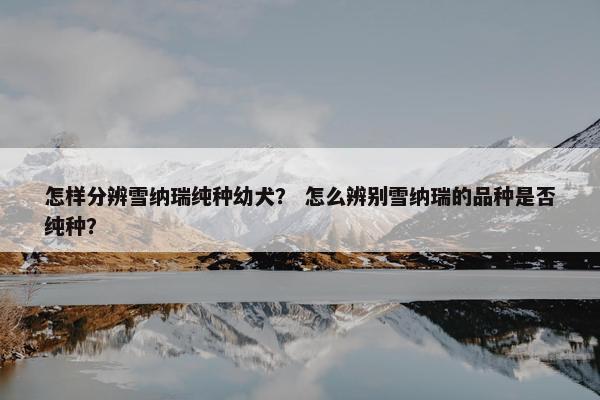 怎样分辨雪纳瑞纯种幼犬? 怎么辨别雪纳瑞的品种是否纯种?