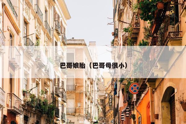 巴哥娘胎（巴哥母很小）