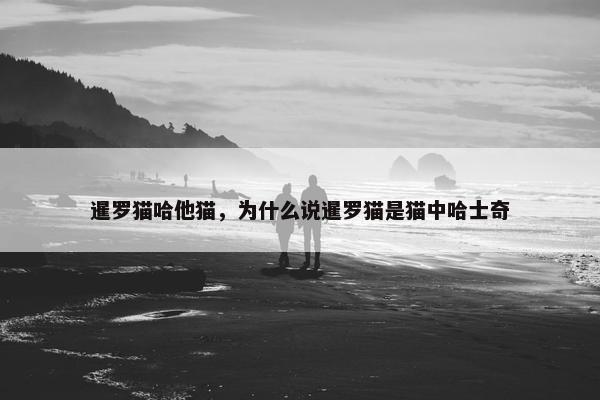 暹罗猫哈他猫，为什么说暹罗猫是猫中哈士奇