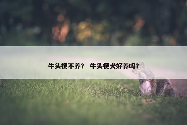 牛头梗不养？ 牛头梗犬好养吗？