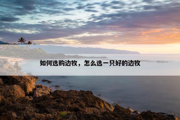 如何选购边牧,怎么选一只好的边牧