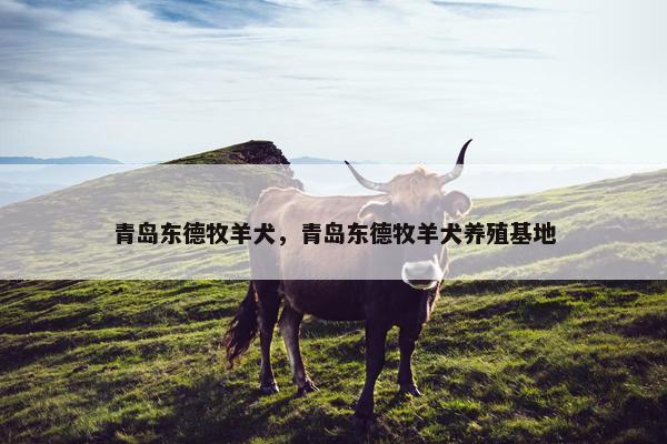 青岛东德牧羊犬,青岛东德牧羊犬养殖基地