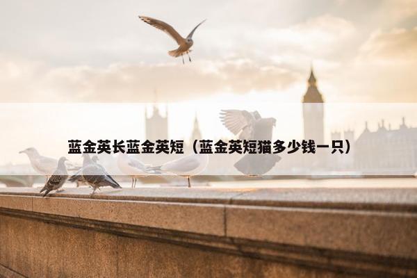 蓝金英长蓝金英短（蓝金英短猫多少钱一只）